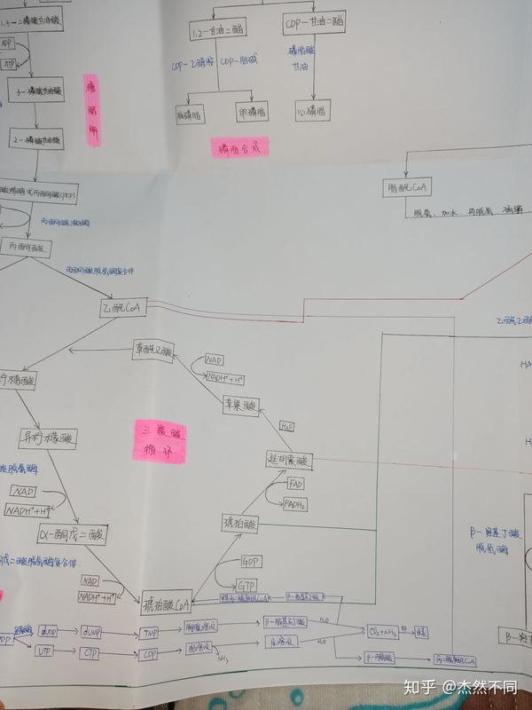 生化代谢图 - 知乎