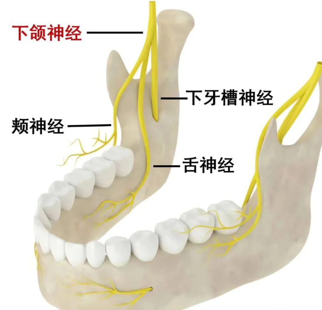 丰富,操作不当可能引发大出血(概率低,但一旦发生很危险);神经损伤:下