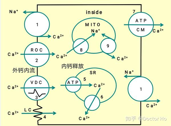 药理学案例版第二版重点知识分享 - 知乎