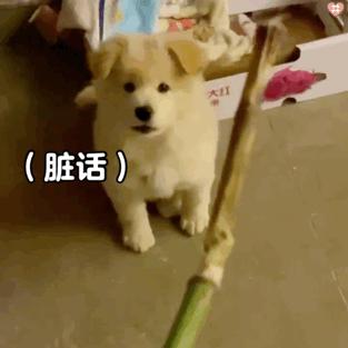 动图封面