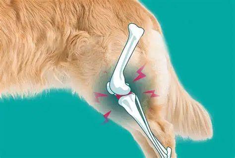 犬跗关节在哪图片图片