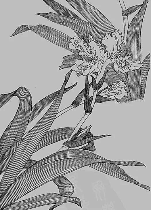 点线面的世界——线描的魅力 - 知乎