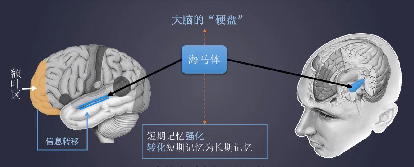 在我们工作当中,我们的大脑到底是如何运作的.