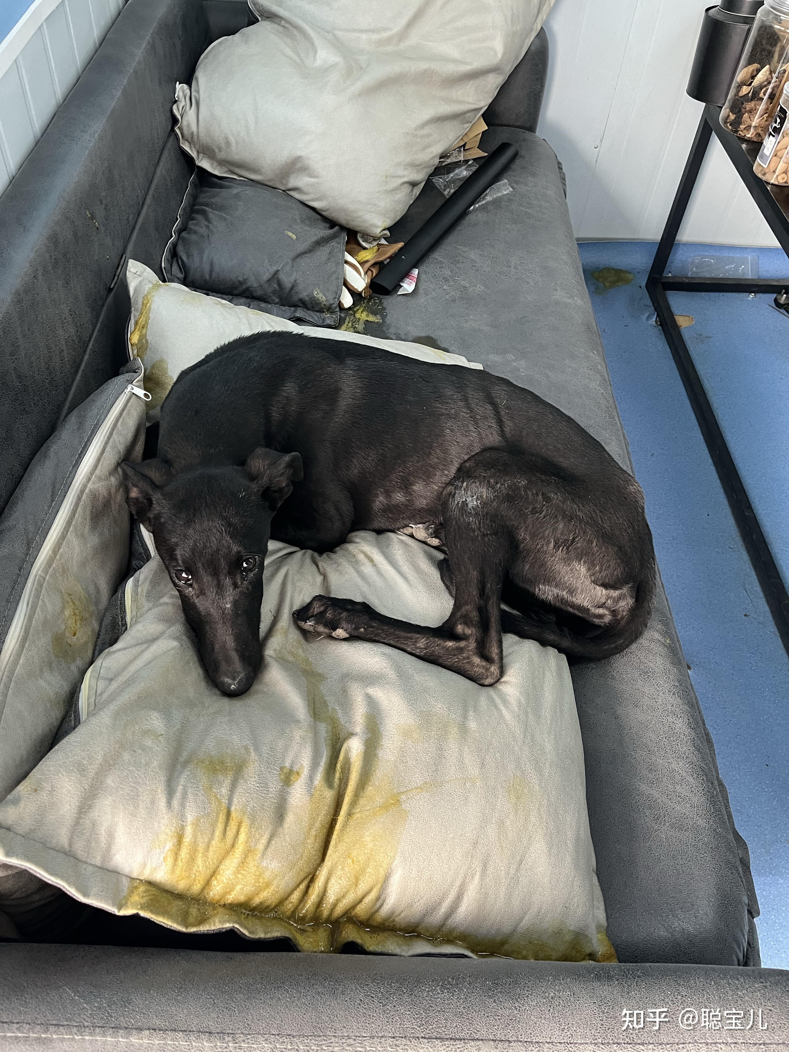 狗狗细小犬瘟治疗全过程