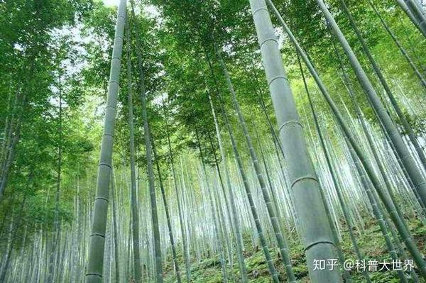 全球最大的竹子,砍一节就能当水桶,最大能当水缸,就在我国云南 - 知乎