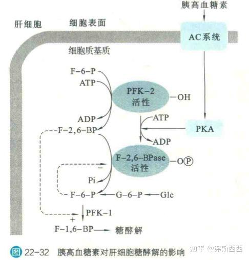 一,糖酵解的概述發生在所有活的細胞位於細胞質基質共有十步反應組成