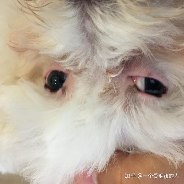 比熊犬眼框变黑是怎么回事