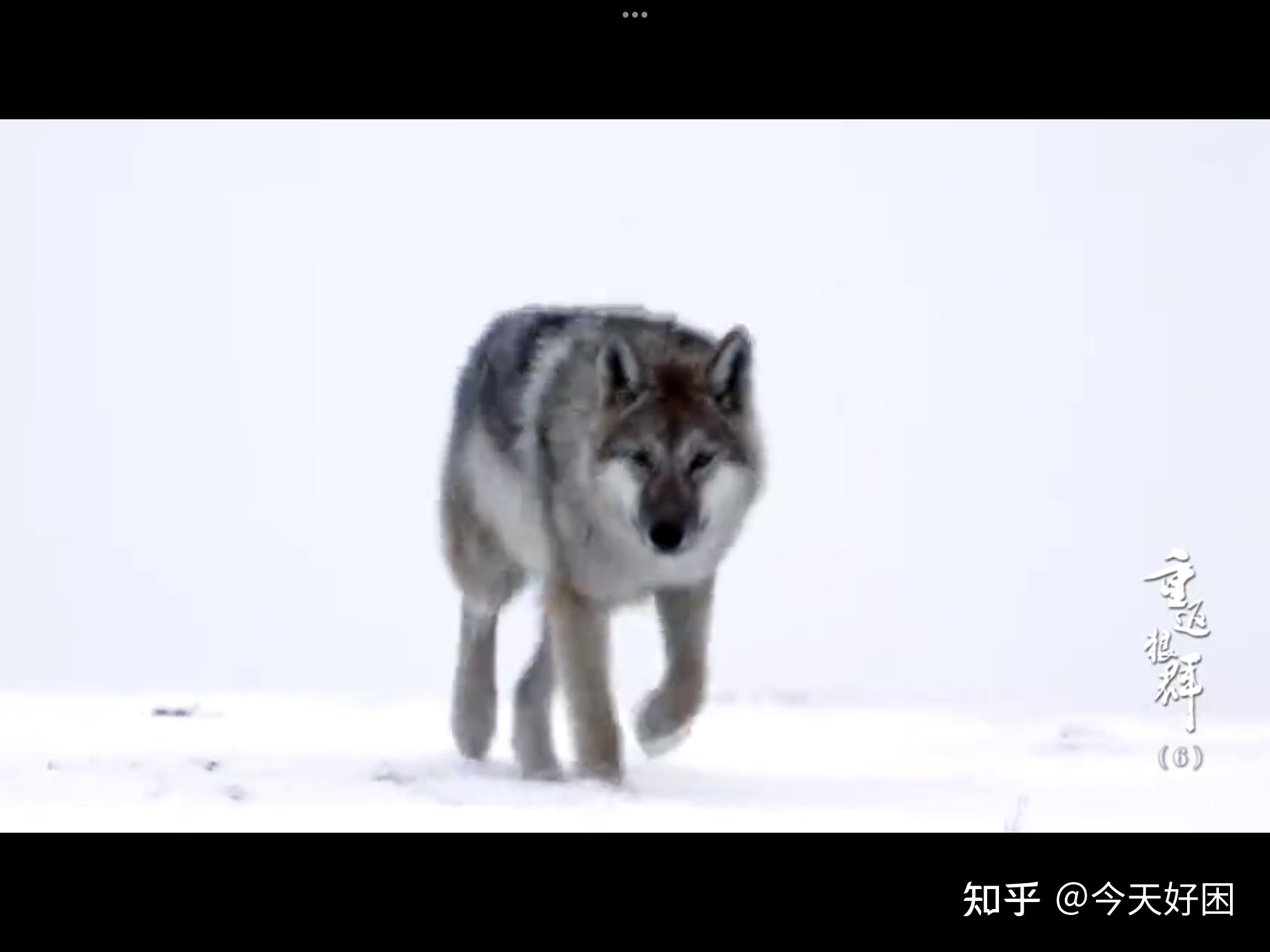 《重返狼群》敬畏自然 - 知乎