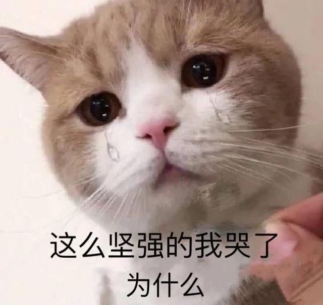 猫 21年要全面实现猫的智障化 知乎