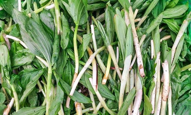 采摘新鲜的山糜子菜,清洗干净后晾干备用.