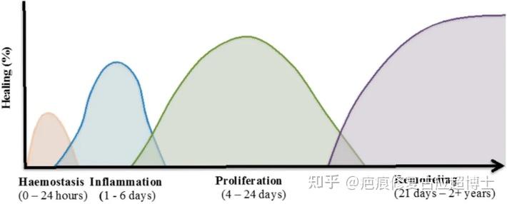 皮肤伤口的愈合机制可分为修复(repair)或再生(regeneration,两种