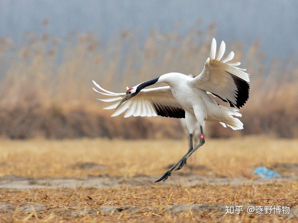 中国的国鸟应该是什么?