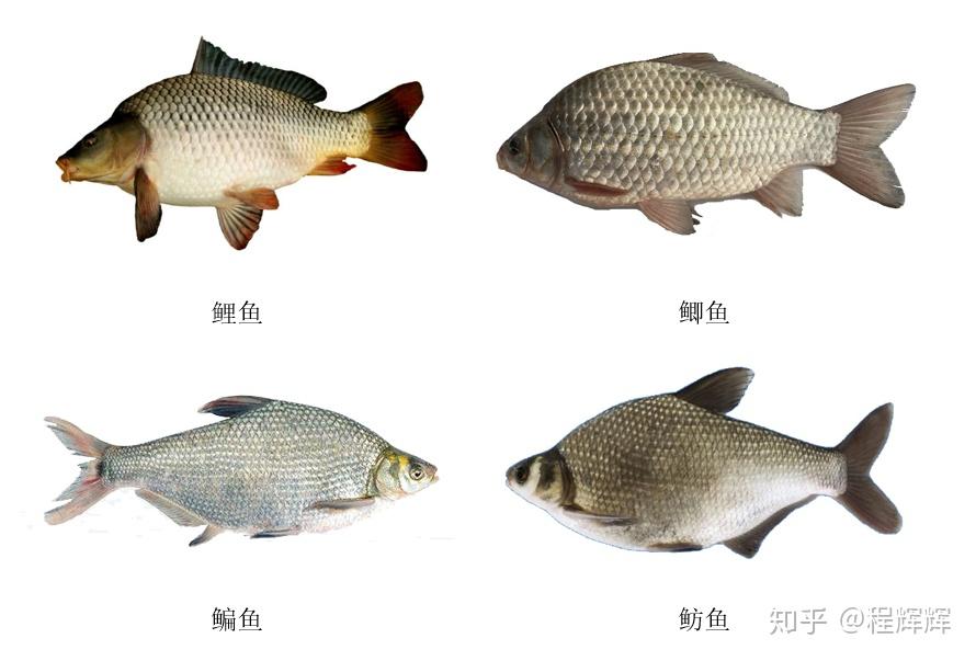 大宗淡水鱼都有哪几类鱼如何选购和鉴别