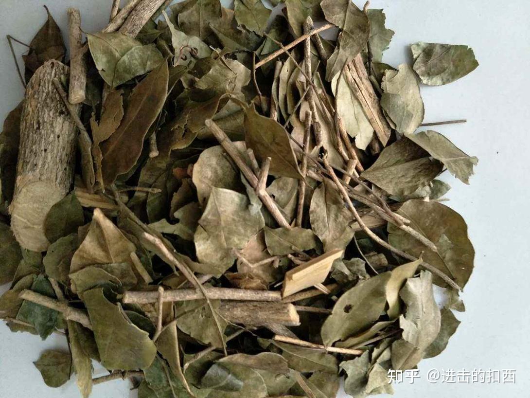 岭南草药坊第十三期九里香