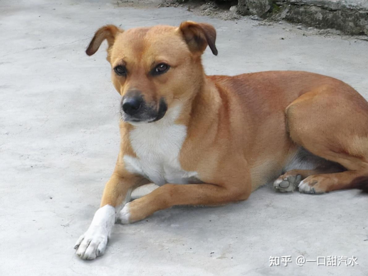 中华田园犬在国人心中的地位低原因真羞耻