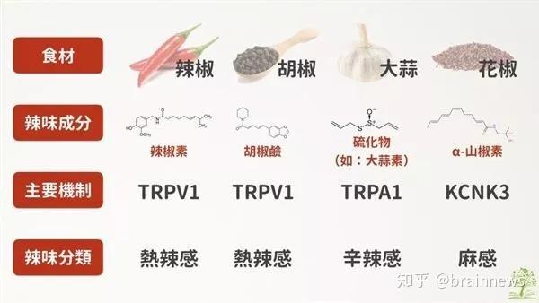 腦科學日報周曉林組揭示人腦解決雙趨衝突的神經機制nc飲食決策的大腦