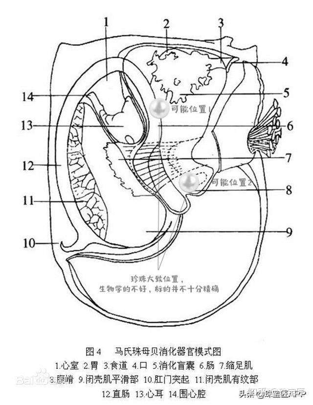 褶纹冠蚌,珠母珍珠蚌,背瘤丽蚌,池碟蚌等,海产的珍珠贝类有马氏珠母贝