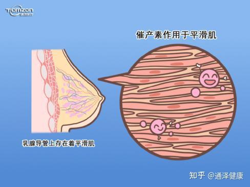 平滑肌在哪个部位图片