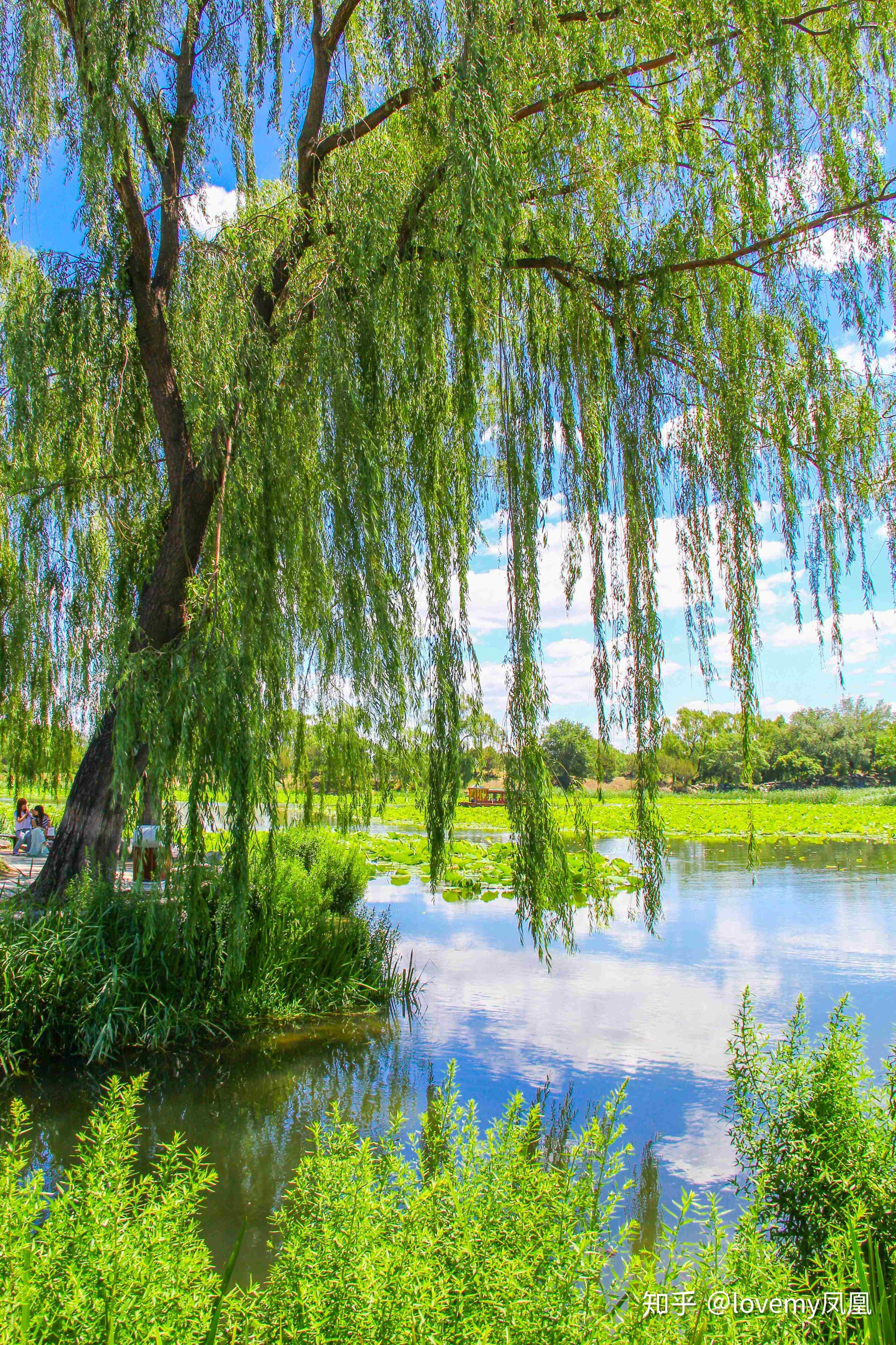 荷塘月色花开半夏遇见帝都明宇丽雅