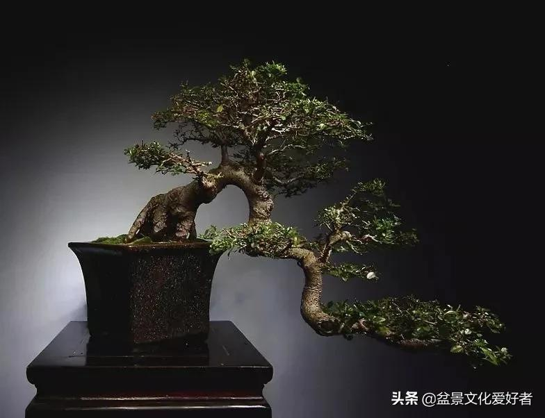 飘枝让盆景自然如画