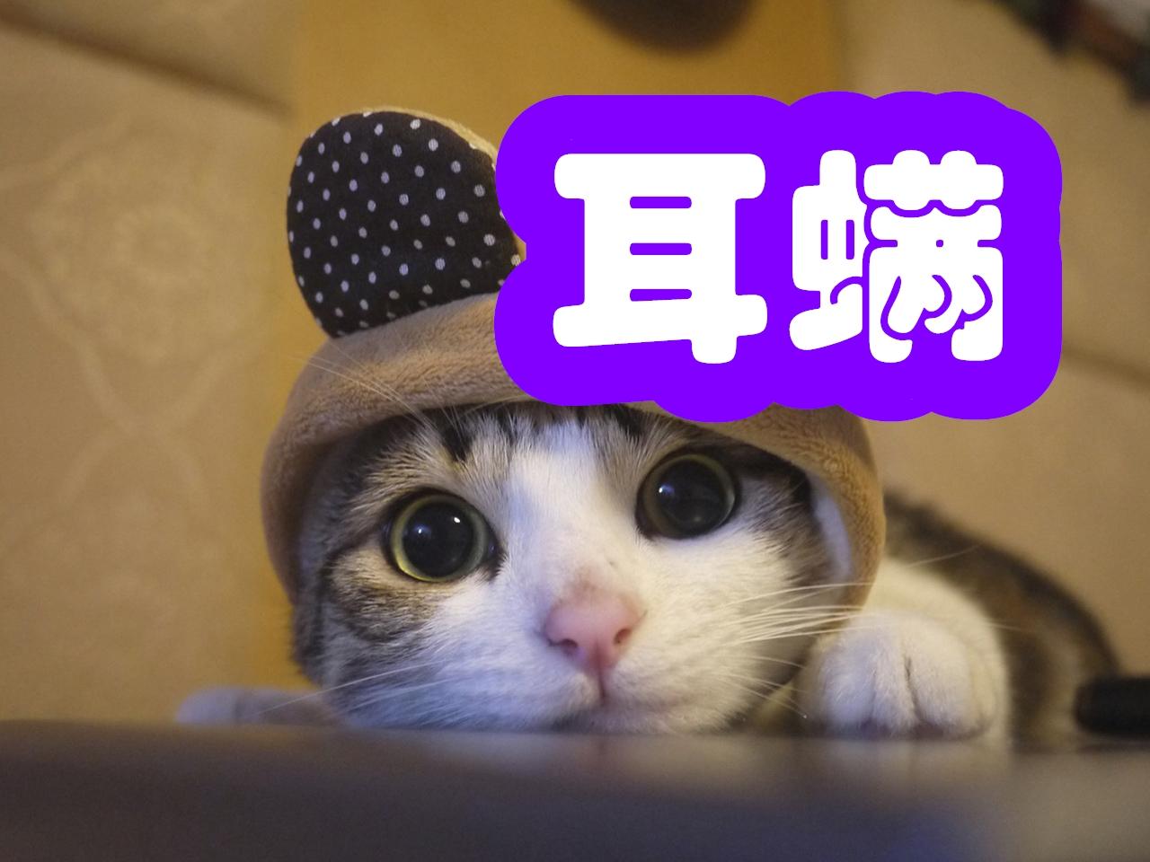 50元治愈猫猫耳螨 详细步骤与用药 知乎