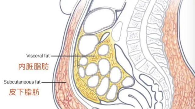 腹部肥胖人群请注意减腰围远比减体重重要的多