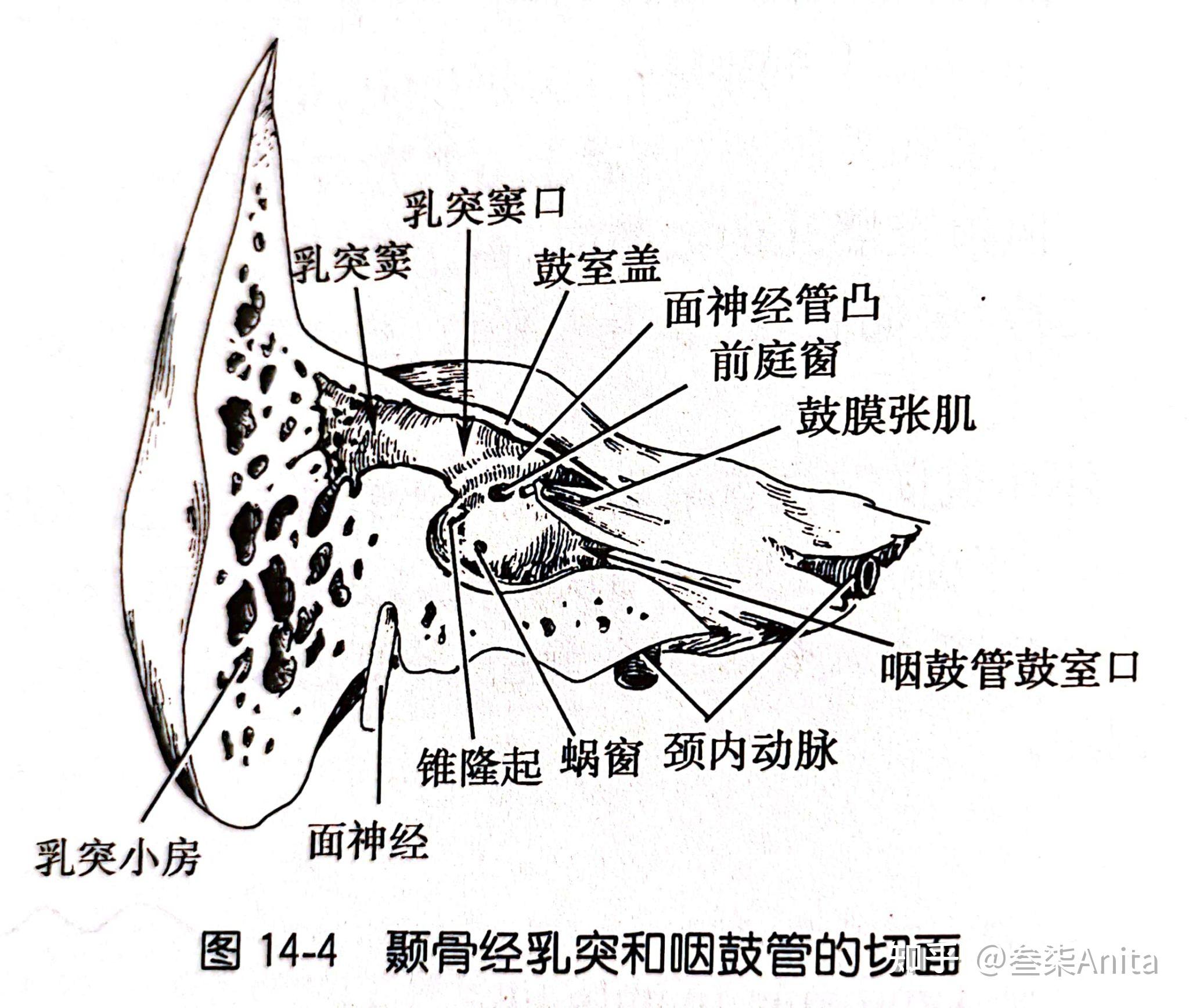 乳突的解剖位置图图片