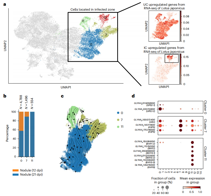 Nat Plants | 单细胞核与空间转录组学联合揭示大豆根瘤成熟过程中的动态特征 - 知乎