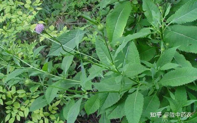 81、 续断(川断) 传统鉴别方法 - 知乎