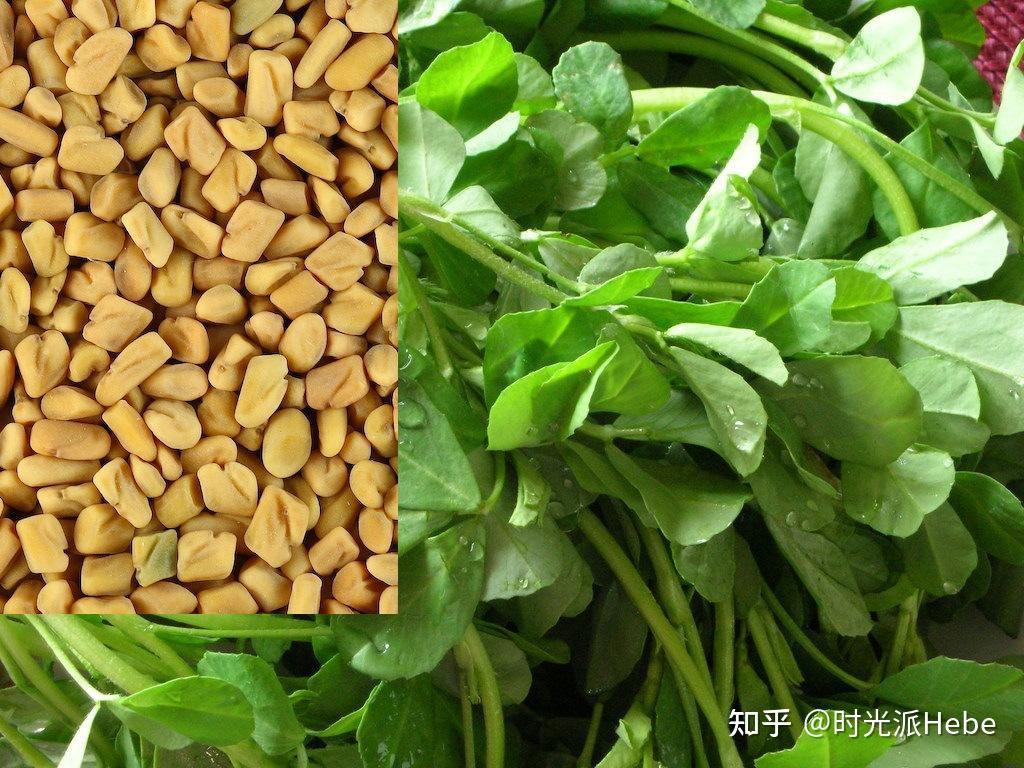 葫蘆巴籽(fenugreek seed)又名香豆子,一直被用作香料和草藥.