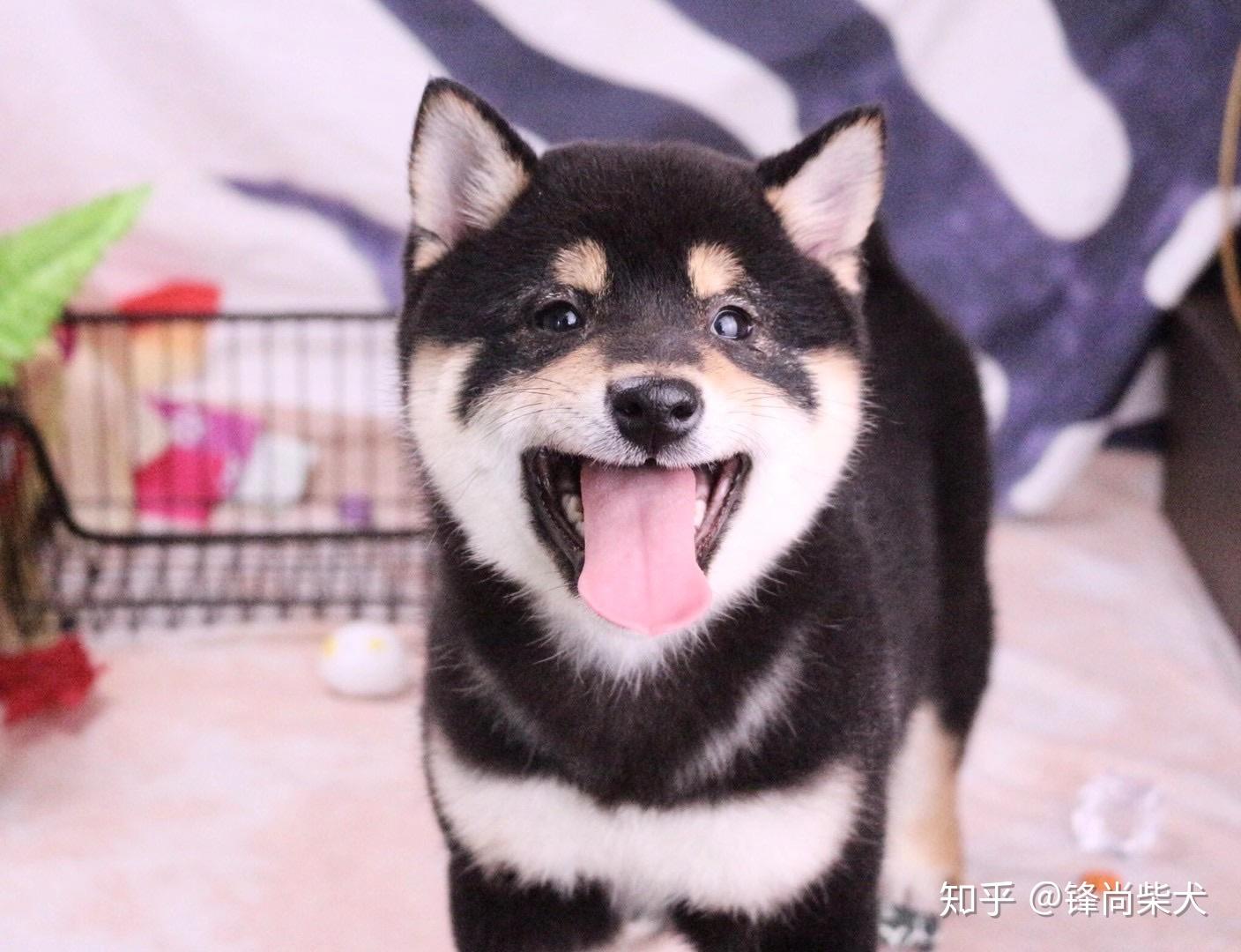 黑柴的品相该怎么看? - 知乎
