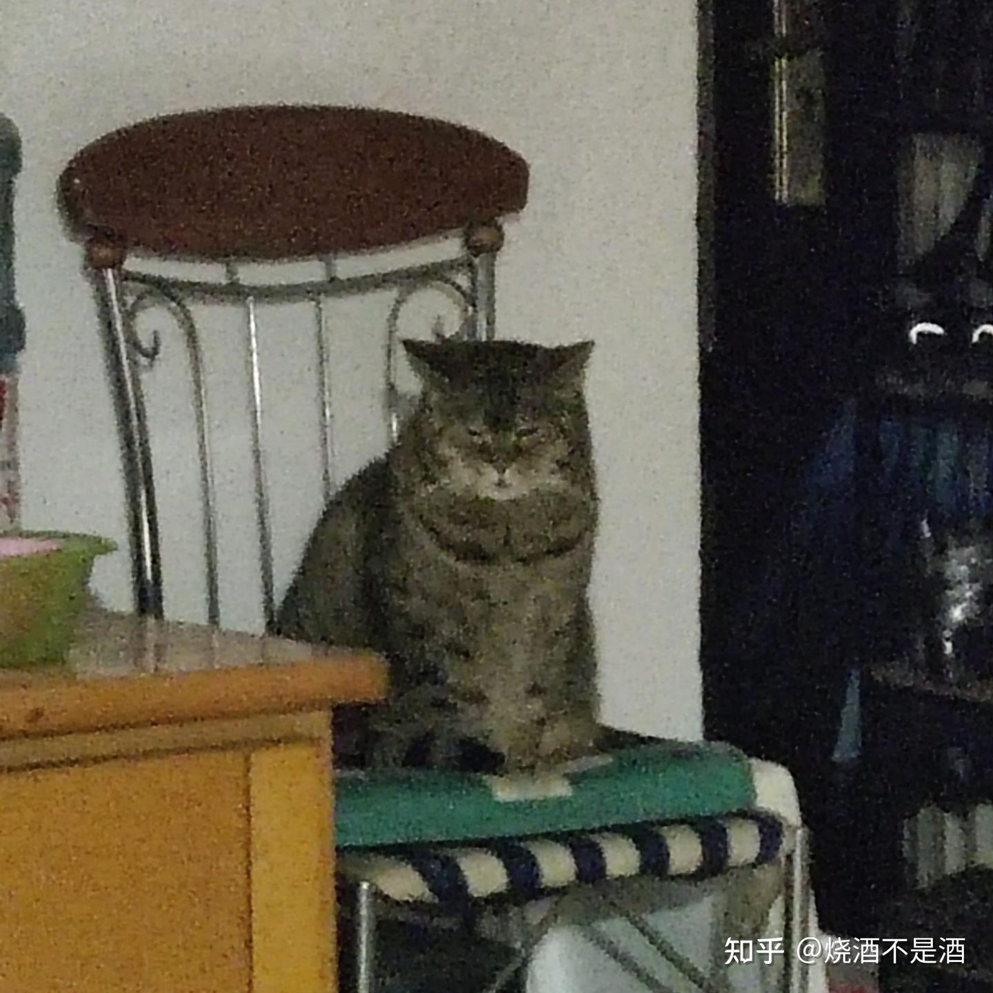 花猫 中华田园猫三花猫