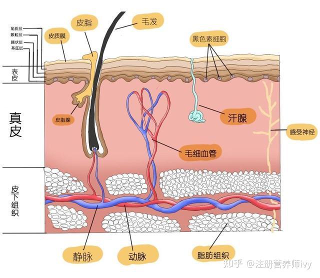 人体皮下组织结构图图片