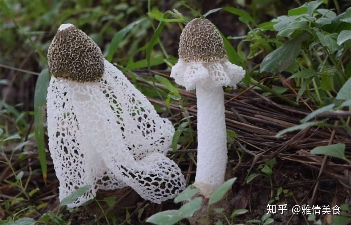 竹荪,被誉为“真菌皇后”,有一种野生黄竹荪,非常漂亮却不能吃 - 知乎