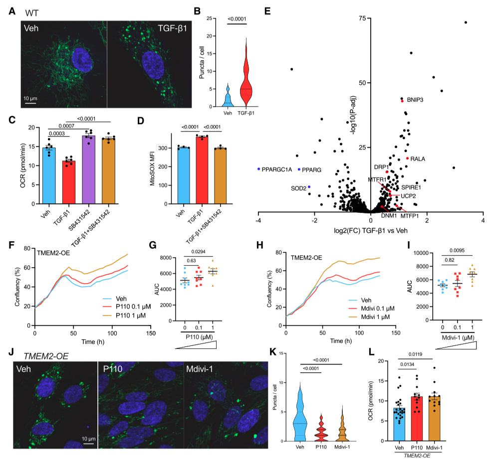 Cell丨细胞外基质在细胞稳态的新机制丨线粒体应激 - 知乎