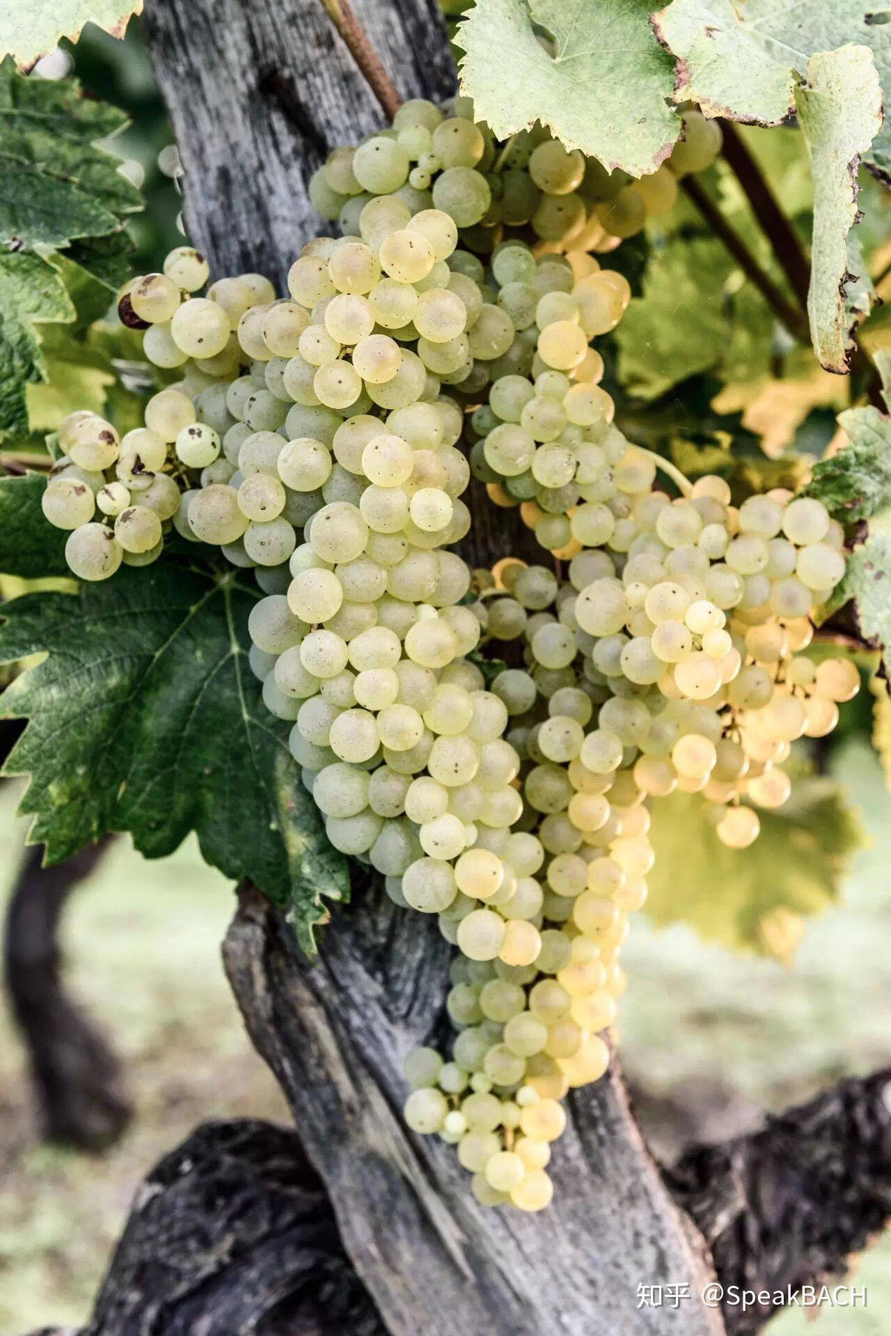 源自非凡与你聊一聊葡萄园里的秘密