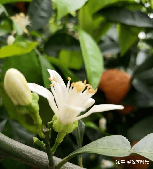 代代花的食疗功效与作用:便秘、皮肤粗的朋友速来围观 - 知乎