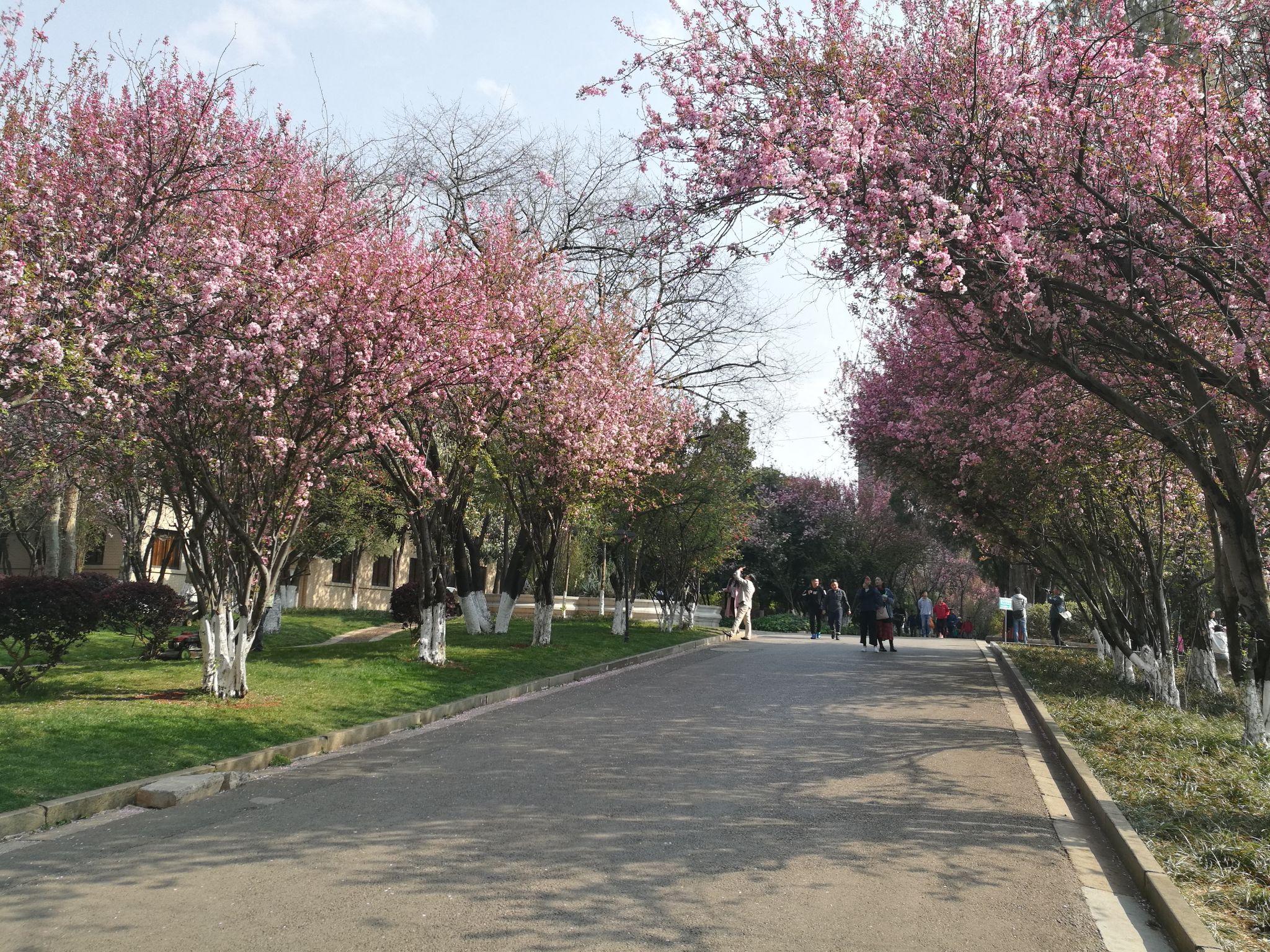 雲南大學看櫻花公園裡分散有很多跳廣場舞的人群,以歌會友,以舞會友