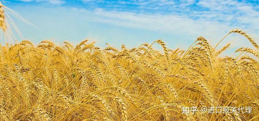 进境粮食通关指南及后续监管重点 - 知乎