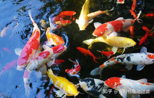 夏季高温下 如何帮助锦鲤快速成长 知乎