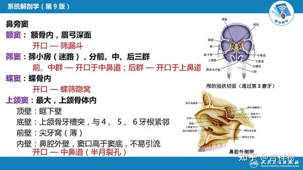 系统解剖学笔记1-颅骨 - 知乎