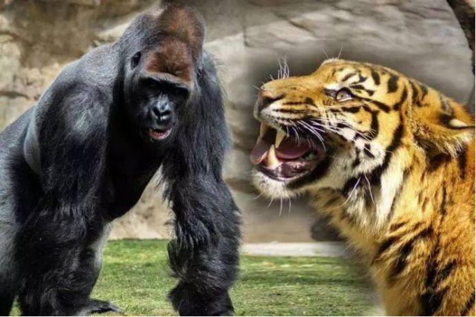 银背大猩猩vs老虎谁更胜一筹网友没有对比就没有伤害
