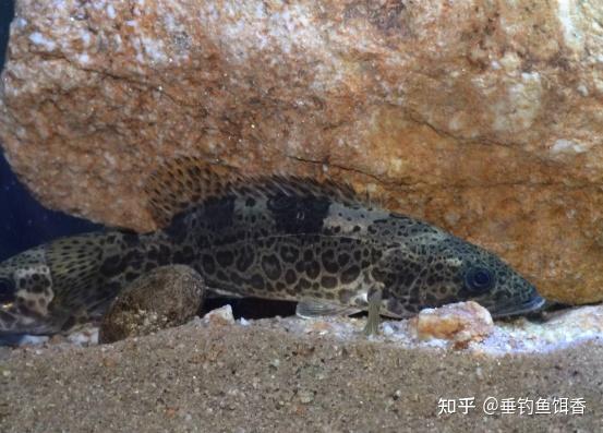 湖北钓友山间溪流一次钓获数十条斑鳜,价值千元,他何以钓这么多 - 知乎