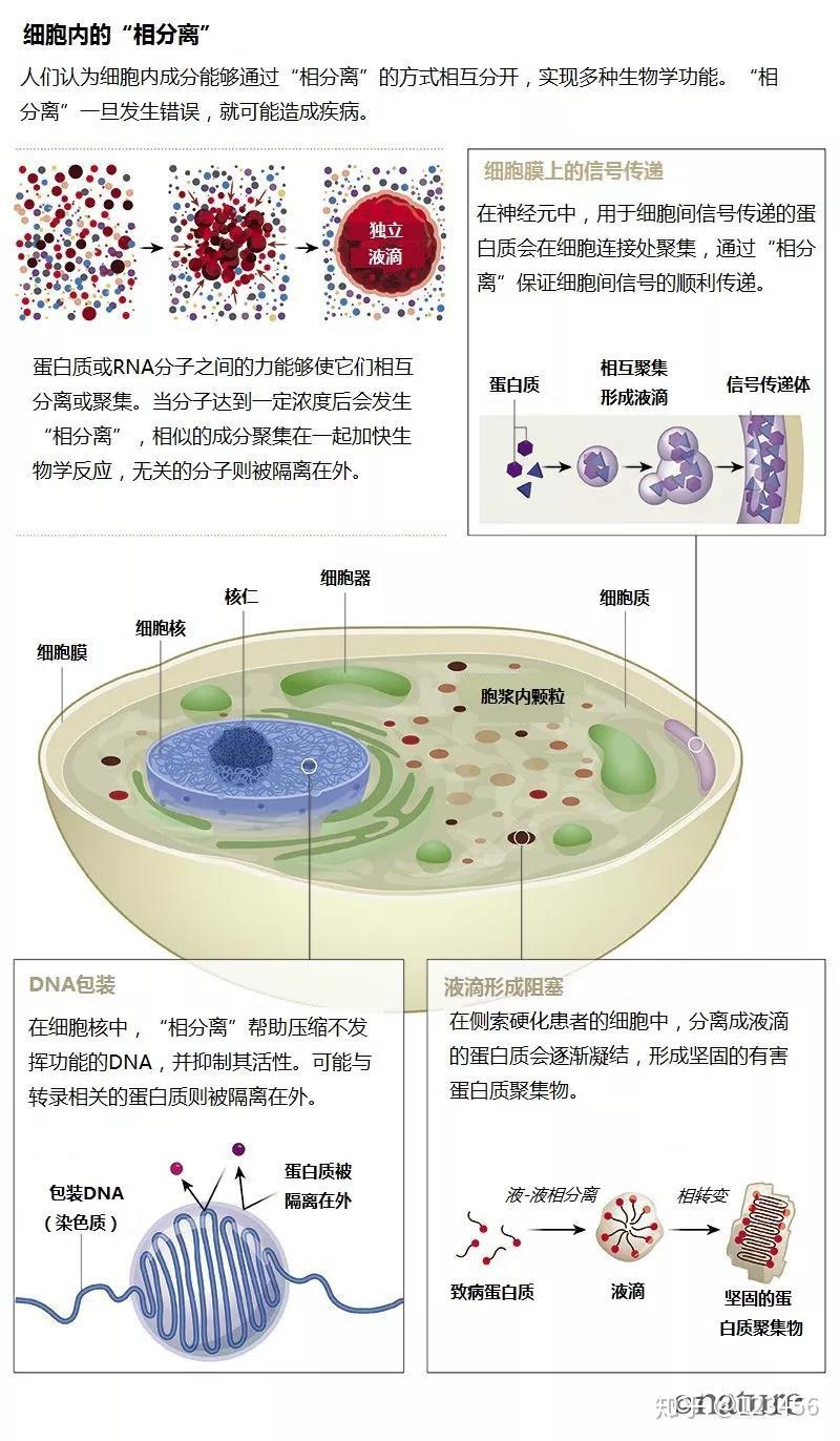 什么是「相分离（phase separation）」？近年来取得了哪些进展，会成为蛋白质研究的热点吗？ - 知乎