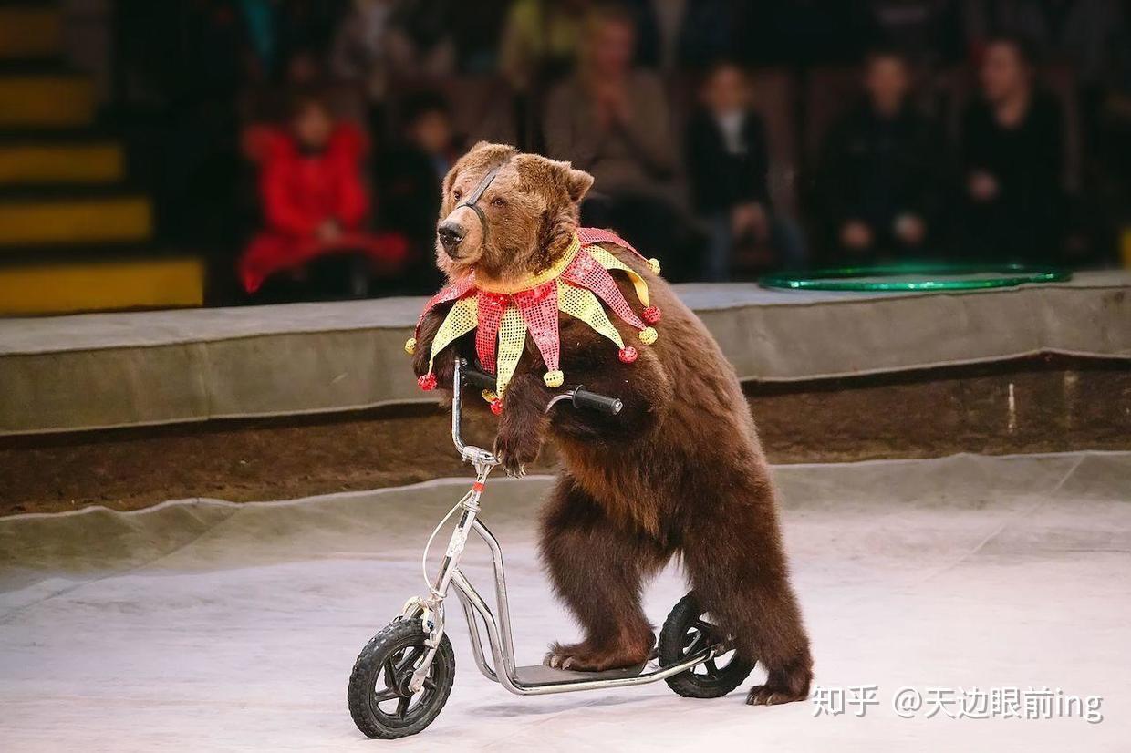 這兩個州都簽署了一些法令,禁止任何馬戲團使用野生動物去表演,這是