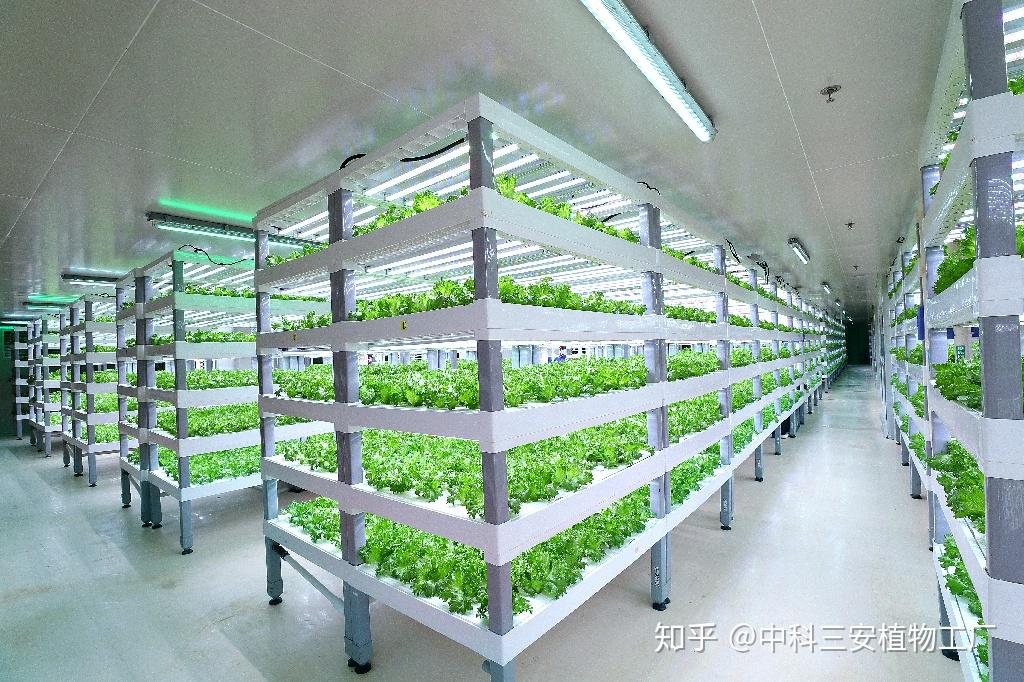 小型植物工厂投资图片