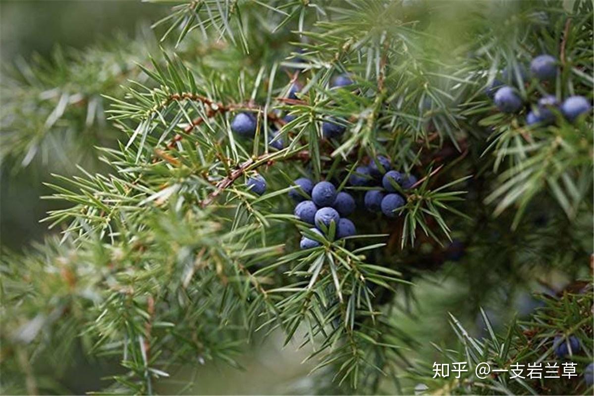 琴酒獨特香氣的來源促循環暖身心強有力的排毒排溼劑杜松漿果精油