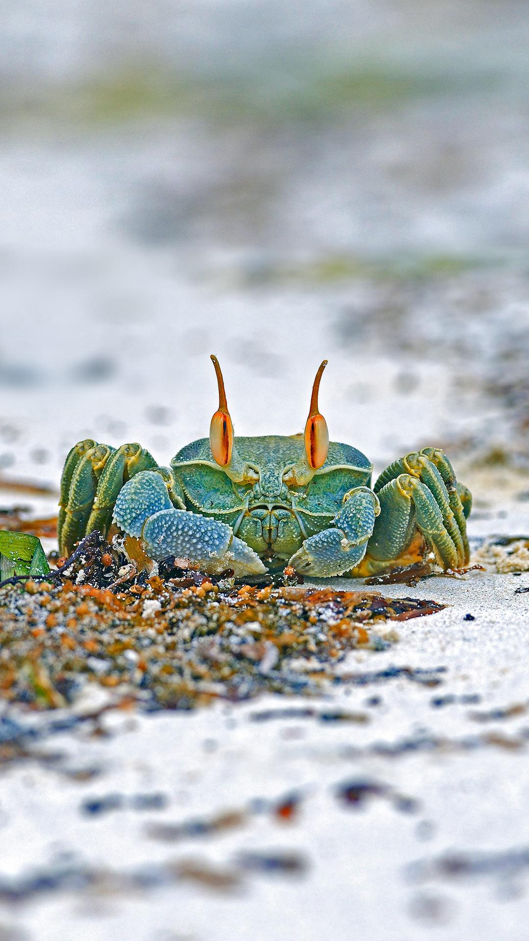 海滩上的沙蟹能吃吗图片