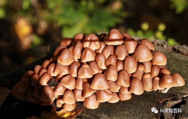 云南三种常见野生毒菌!白毒伞最为致命,堪称野生菌里的银环蛇 - 知乎