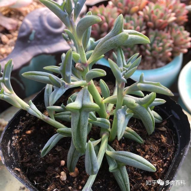 多肉植物菊科千里光属图鉴